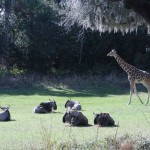 A giraffe approaches some sleeping wildebeest.