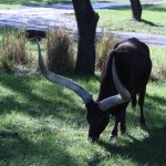 An ankole cattle stop for nibble.