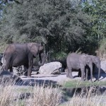 Two young elephants are escorted by an adult companion.