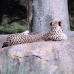 A cheetah was out showing her spots...just not her face.