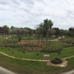 Animal Kingdom Lodge savanna